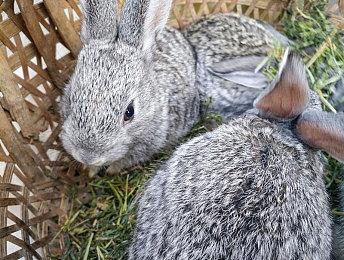 《KLAWS》登陆Steam 摄录风伪纪录片恐怖新游